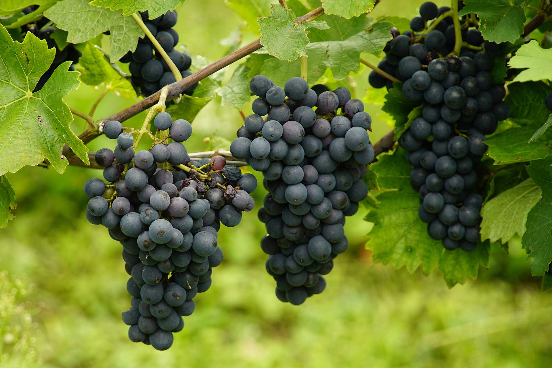 Nuestros Vinos